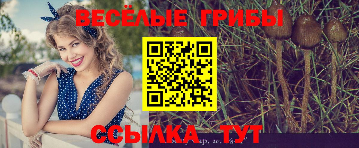 Троицк  Галлюциногенные грибы Psilocybine cubensis  Вход с VPN 